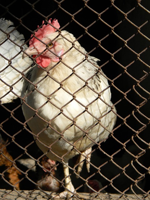 米德尔斯堡 米德尔斯堡